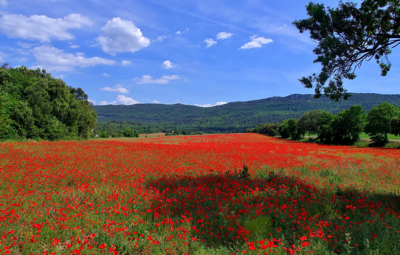 Фото обои поле, небо, трава, деревья, цветы, горы, холмы, Франция