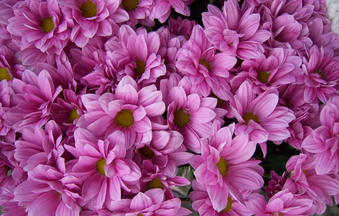 Фото обои букет, розовые, хризантемы, Meduzanol ©