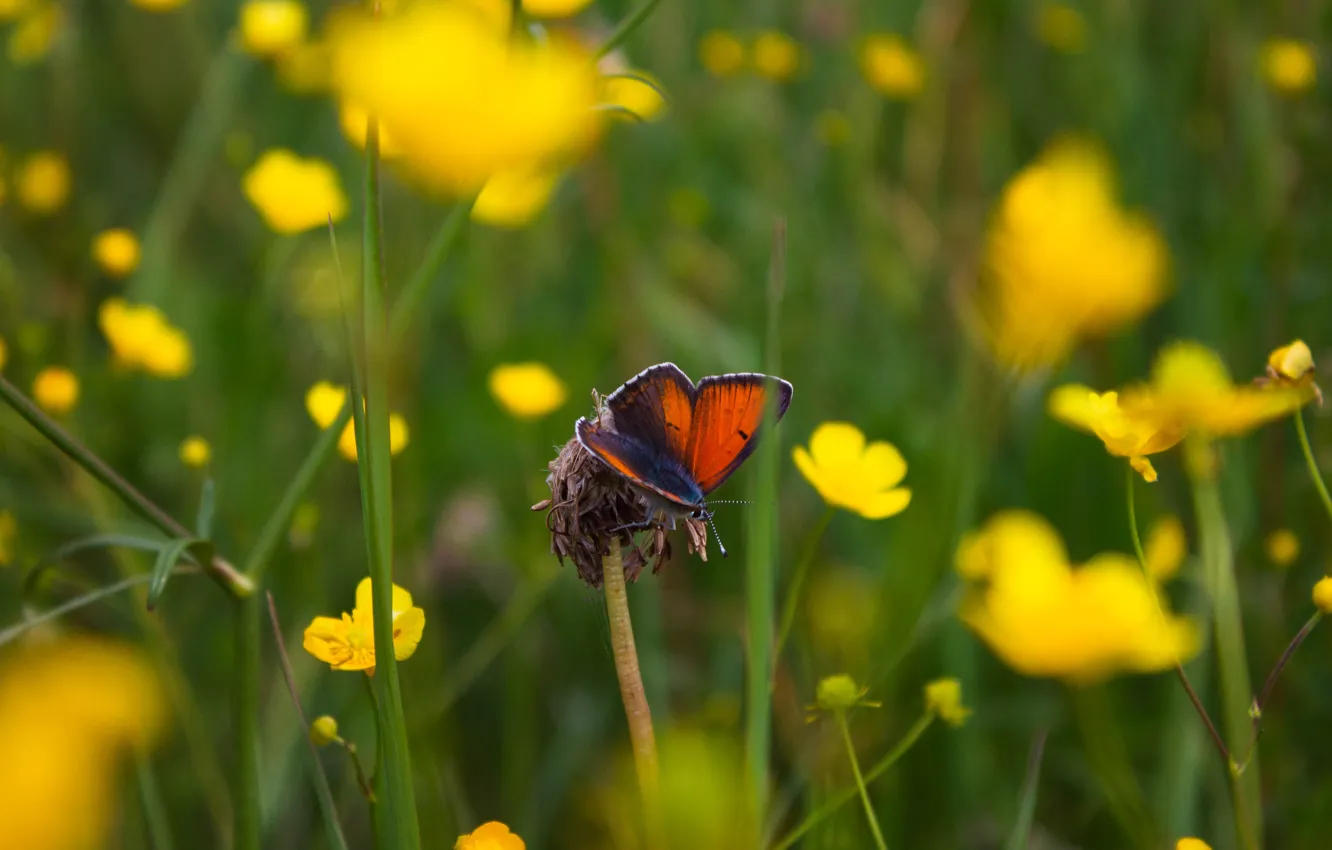 Фото обои цветы, butterfly, марко