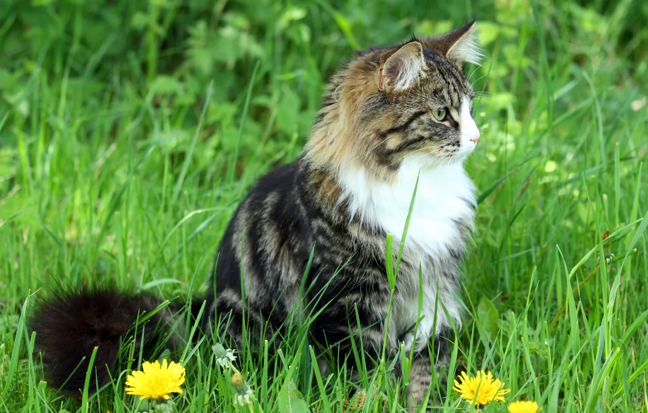 Фото обои кошка, трава, кот, пушистый, одуванчики, сидит