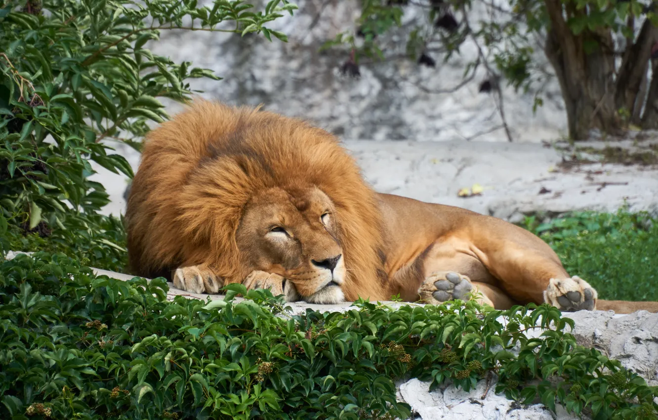 Фото обои природа, сон, хищник, лев, спит, большая кошка