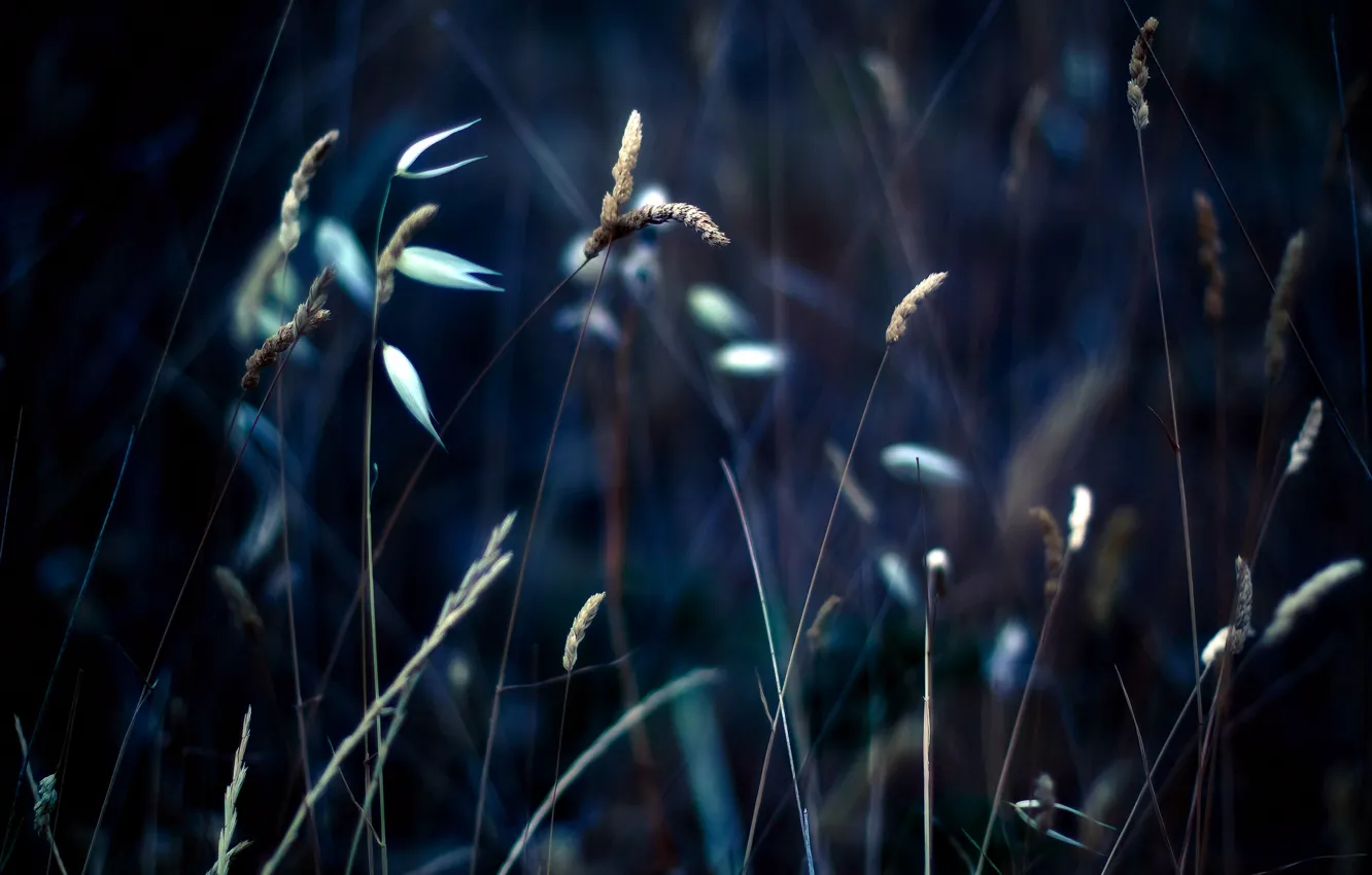 Фото обои трава, макро, колоски