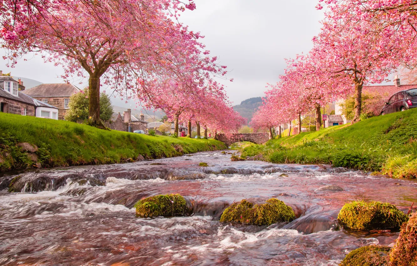 Фото обои небо, деревья, цветы, мост, река, дома, весна