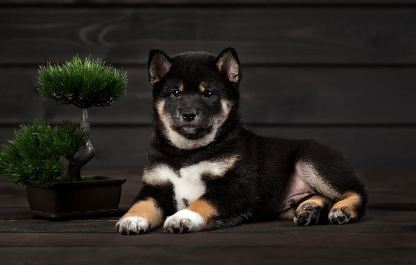 Фото обои собака, щенок, деревце, Сиба-ину, икебана, Ольга Смирнова