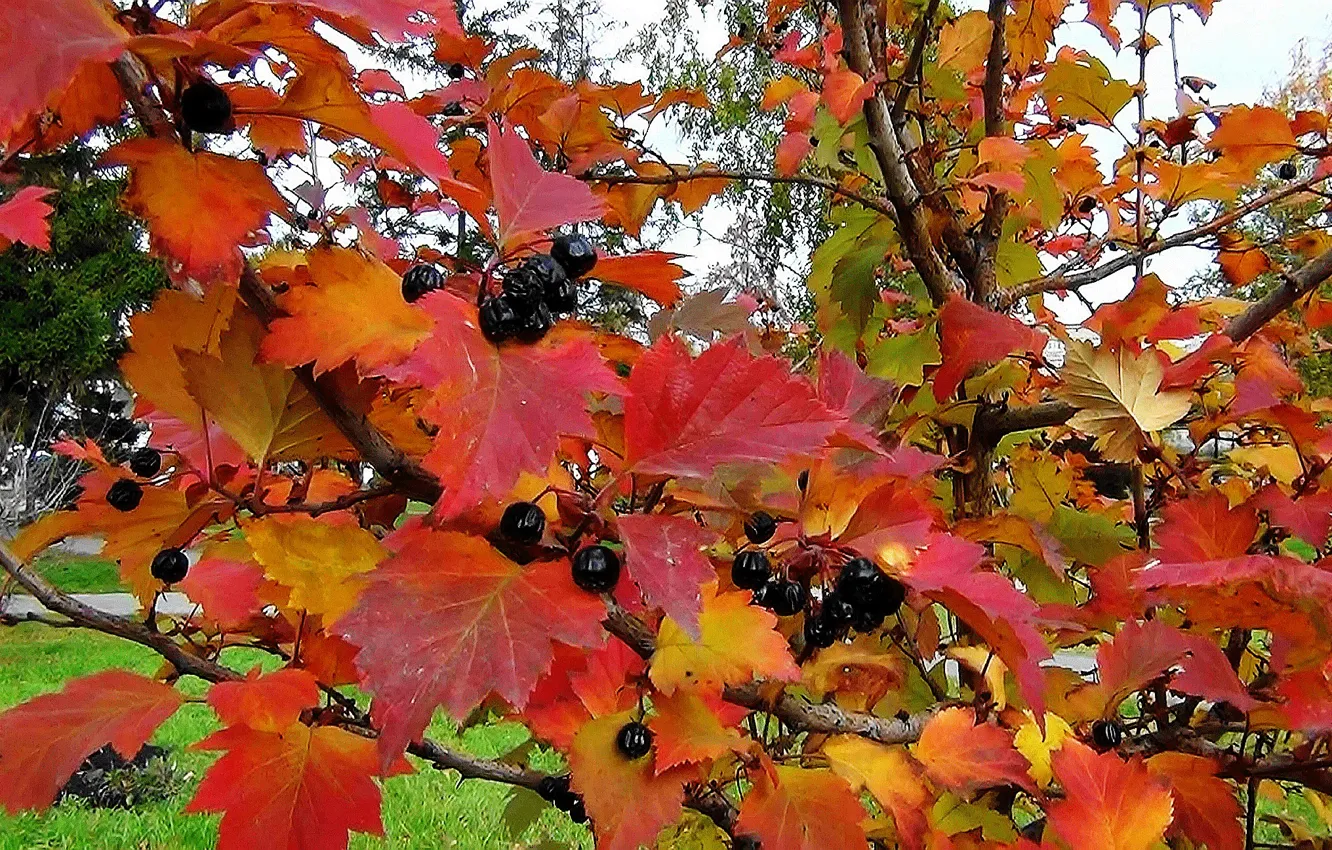 Фото обои листья, природа, текстура, Осень, рябина чёрная