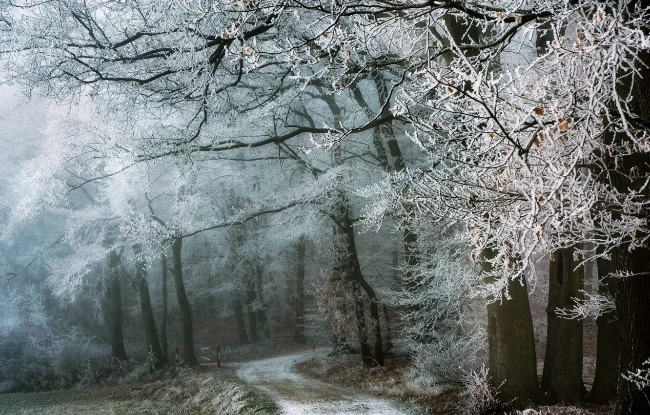 Фото обои зима, дорога, лес, снег, пейзаж, природа, красота