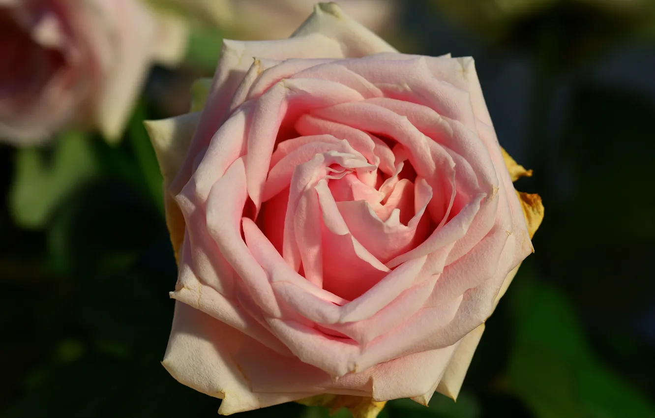 Фото обои цветы, зеленый, темный фон, фон, розы, сад, розовые, бутоны