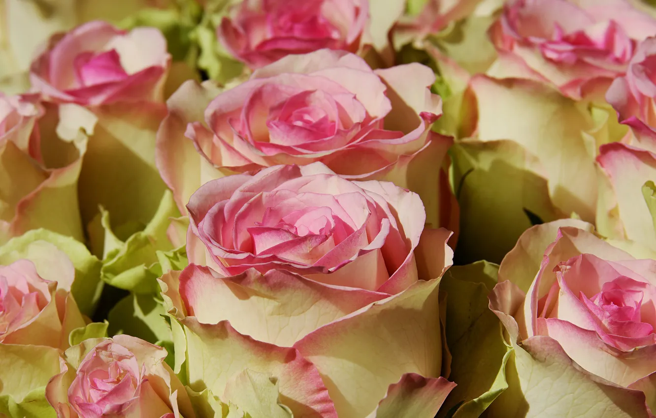 Фото обои цветы, розовый, Розы, бутоны