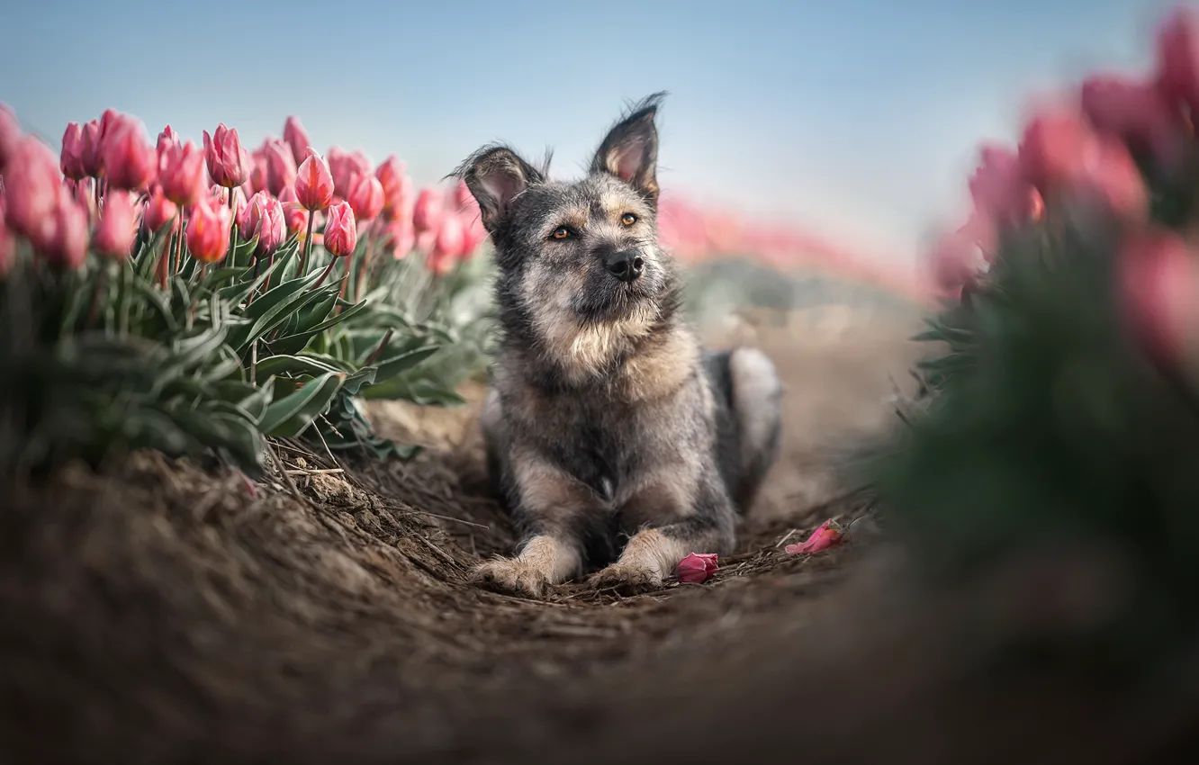 Фото обои друг, собака, тюльпаны
