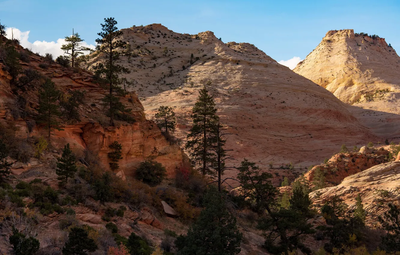 Фото обои небо, солнце, деревья, горы, камни, скалы, США, Zion National Park