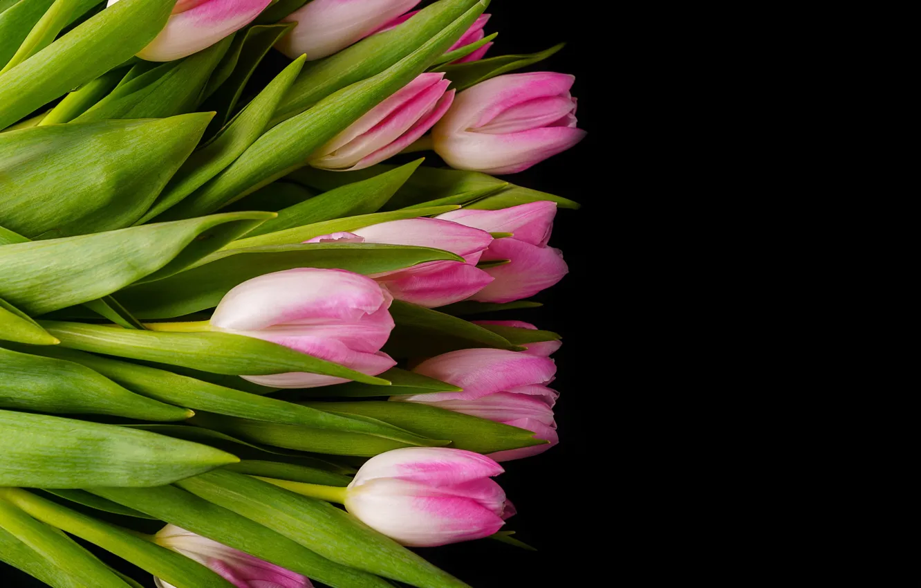 Фото обои цветы, букет, тюльпаны, розовые, pink, flowers, tulips