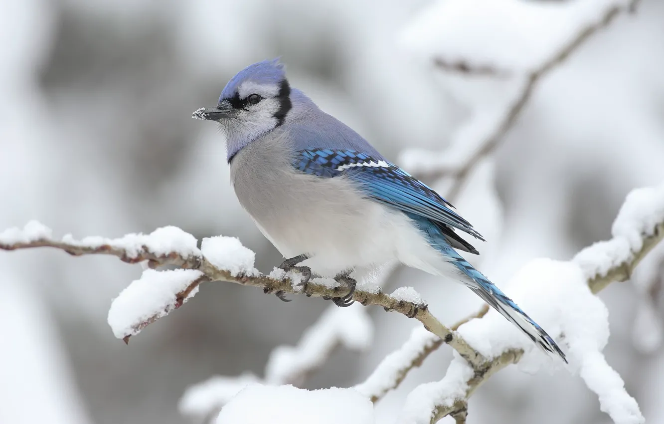 Фото обои зима, снег, птица, Ветка