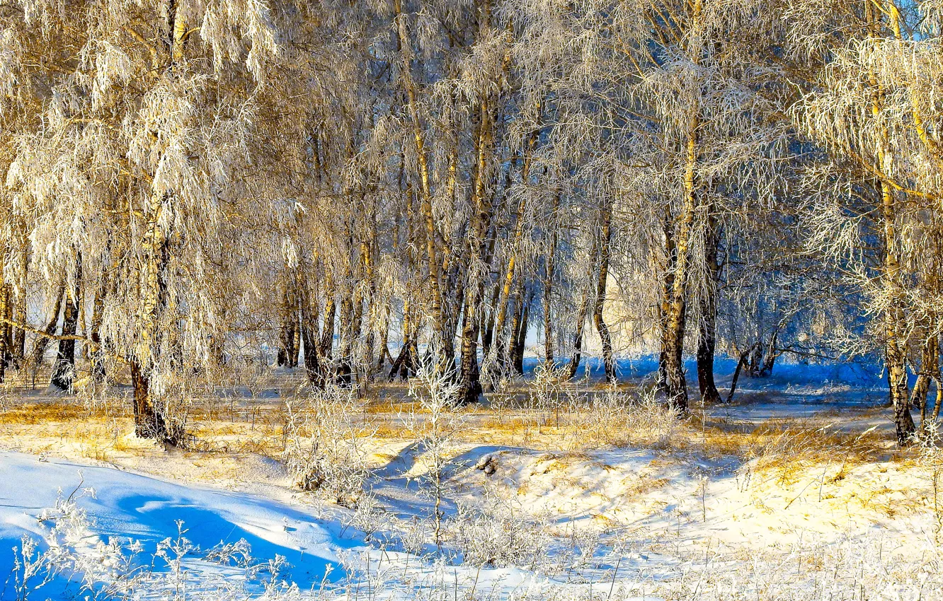 Фото обои зима, солнце, снег, деревья, Winter, Snow, Trees
