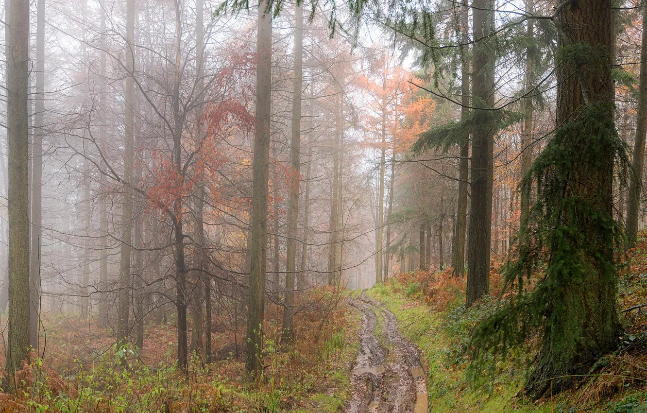 Фото обои дорога, осень, лужи, сырость, лес. туман