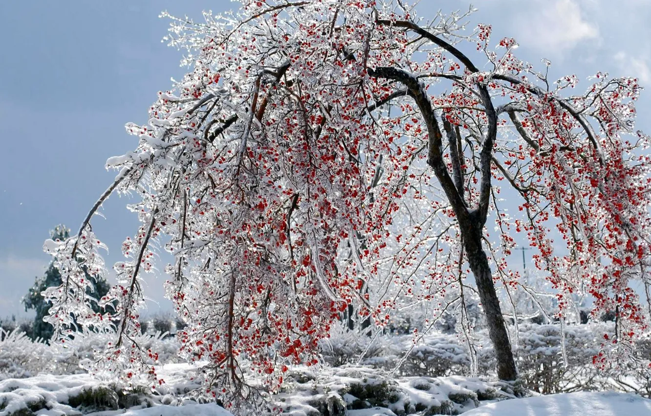 Фото обои зима, ягоды, дерево, лёд