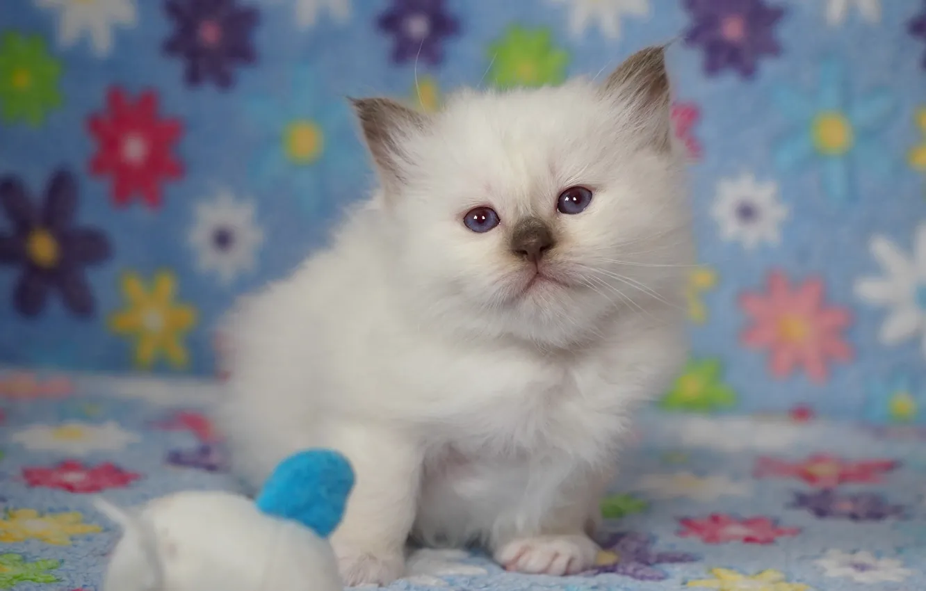 Фото обои белый, взгляд, поза, котенок, фон, голубой, игрушка, малыш