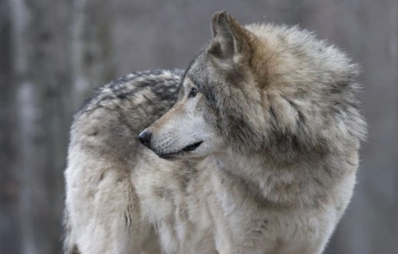 Фото обои nature, predator, animal, wolf, wildlife, looking back, portrait, portrait.