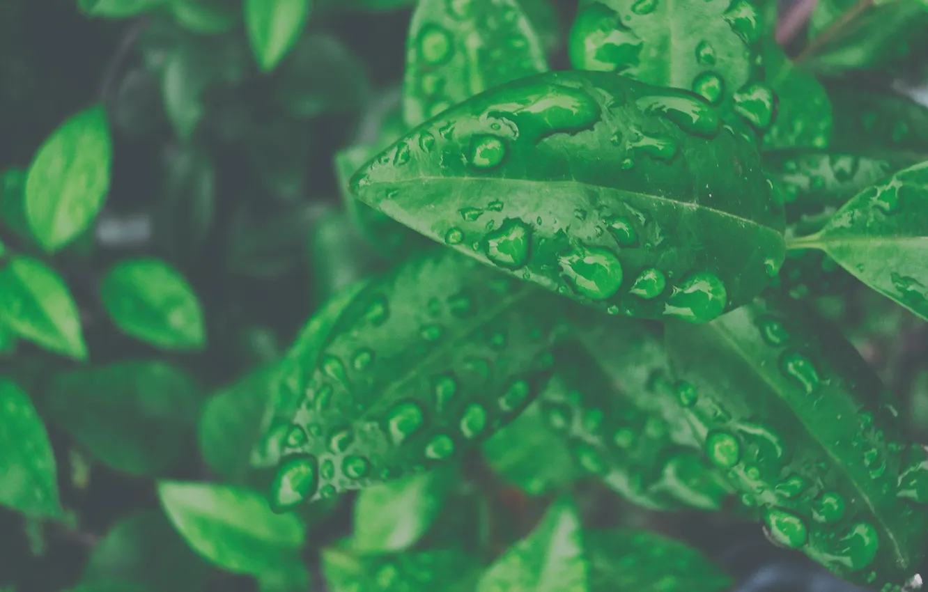 Фото обои green, wet, water, macro, leaf