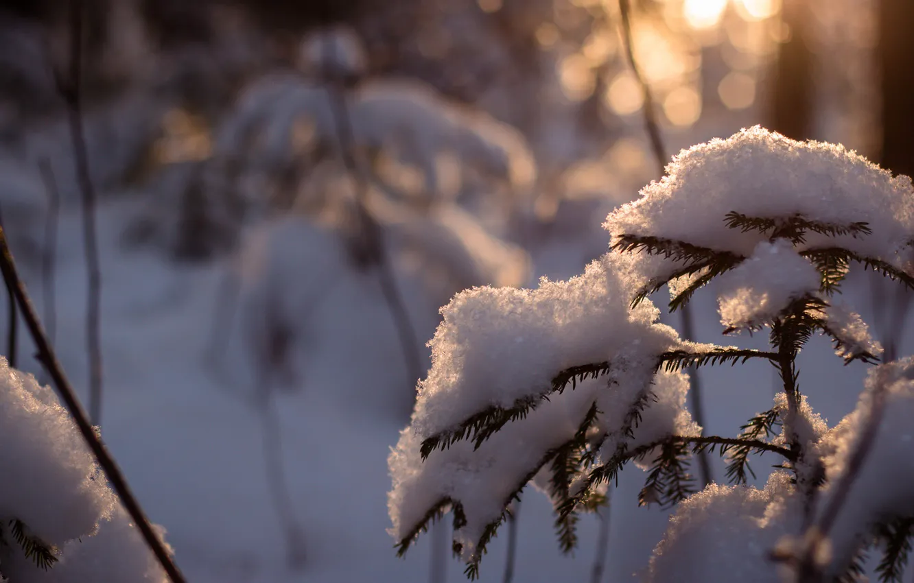 Фото обои зима, лес, снег, дерево, ель