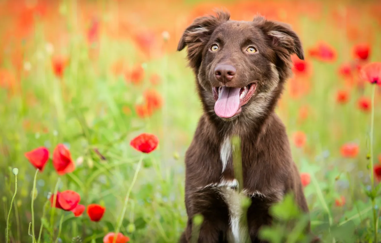 Фото обои поле, язык, цветы, природа, маки, собака, щенок, коричневая
