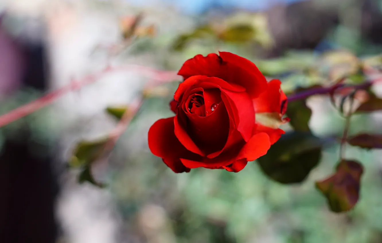 Фото обои цветок, капли, фон, роза, бутон, красная, боке, розочка