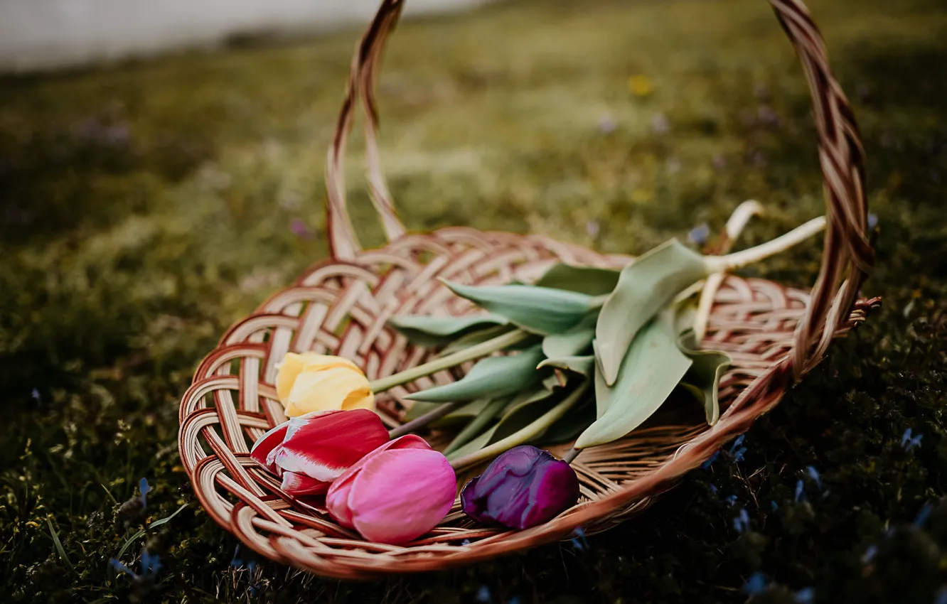 Фото обои трава, цветы, темный фон, поляна, букет, весна, тюльпаны, корзинка