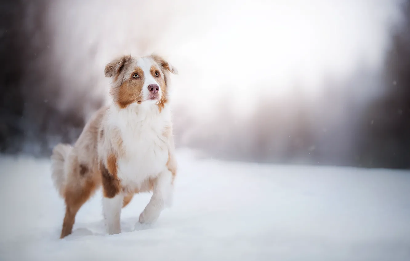Фото обои зима, снег, собака, боке, Австралийская овчарка, Аусси