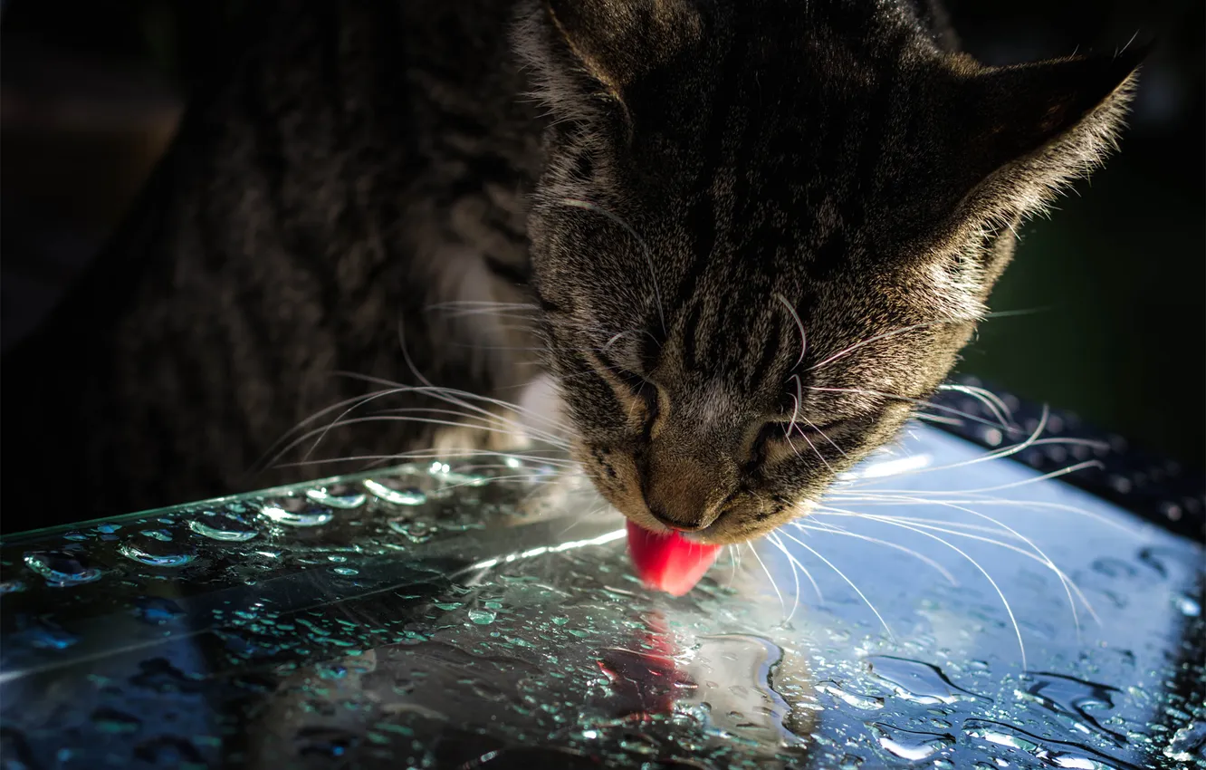 Фото обои язык, кошка, кот, стекло, вода, капли, поверхность, свет