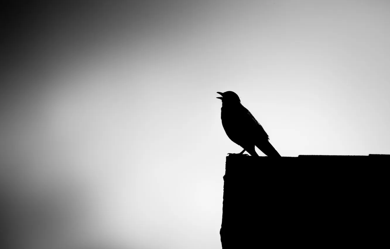 Фото обои природа, фон, птица