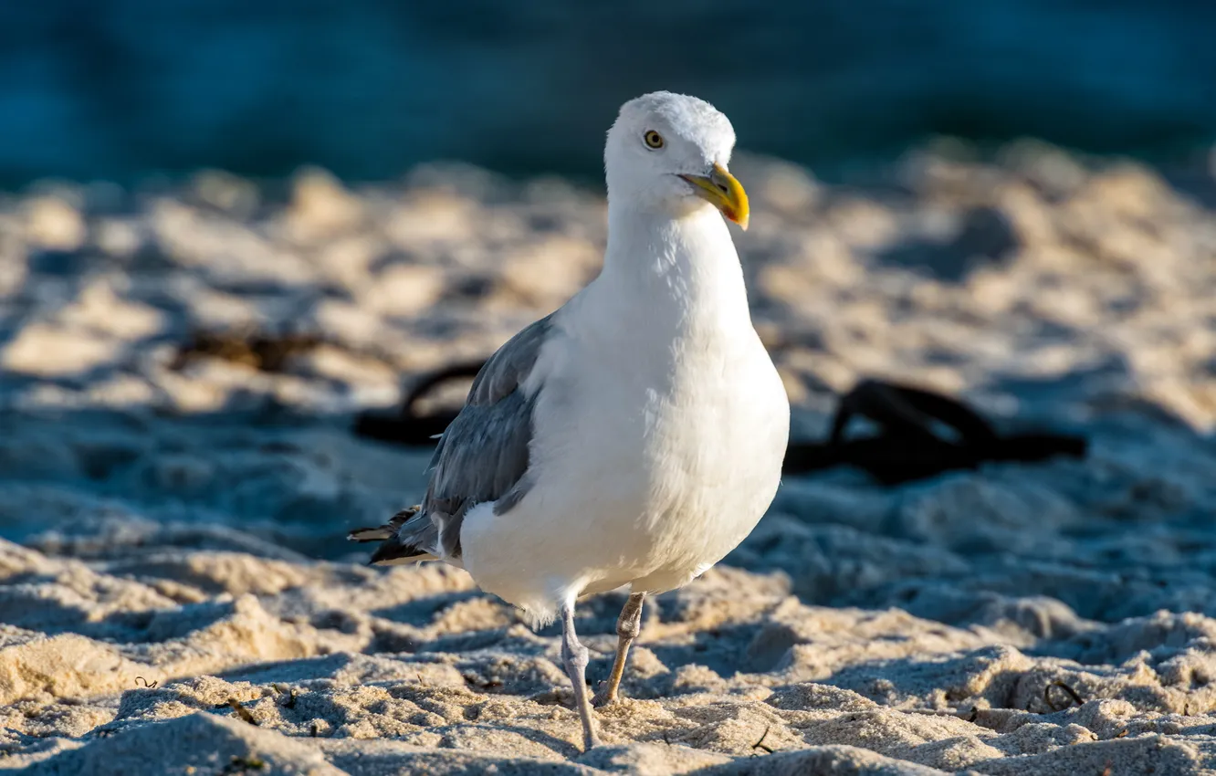 Фото обои Birds, Beach, Seagull