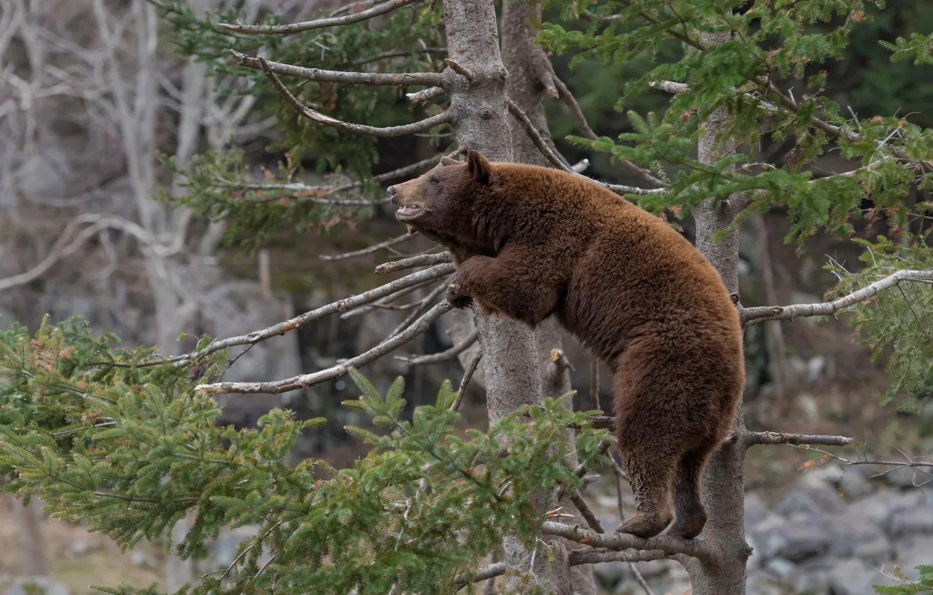 Фото обои ель, медведь, на дереве, Топтыгин
