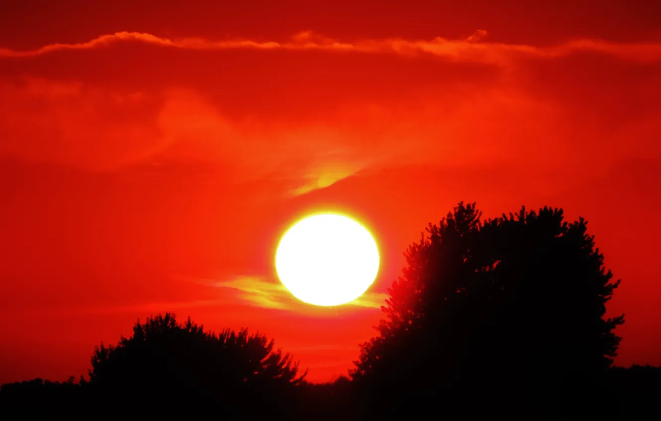 Фото обои небо, солнце, облака, деревья, закат, силуэт