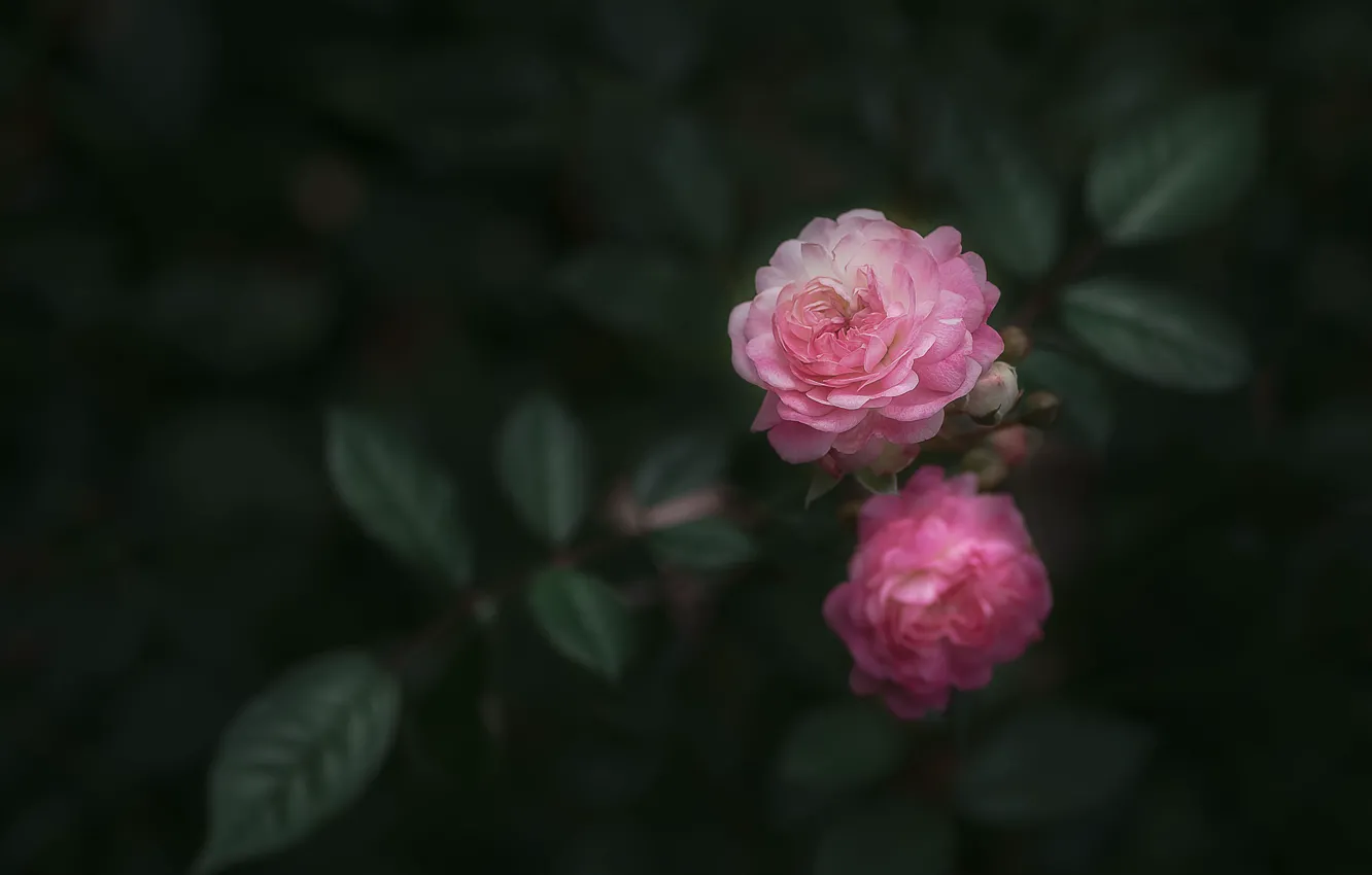 Фото обои макро, цветы, природа, розы, бутоны