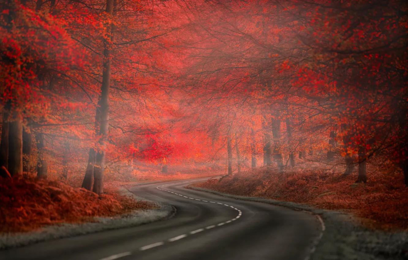 Фото обои Red, Road, Fog, Forest, Leaves, Nature. Beauty