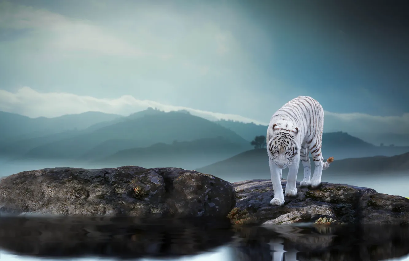 Фото обои природа, тигр, камни, животное, хищник, водоём, Thai Phung
