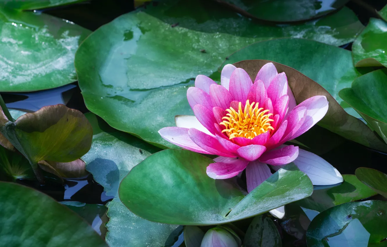 Фото обои цветок, листья, пруд, розовая, кувшинка, водоем, нимфея, водяная лилия