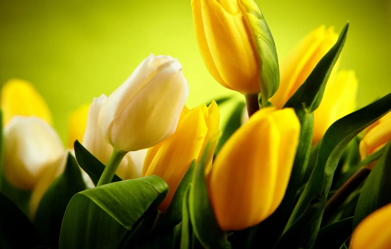 Фото обои green, beautiful, yellow tulips
