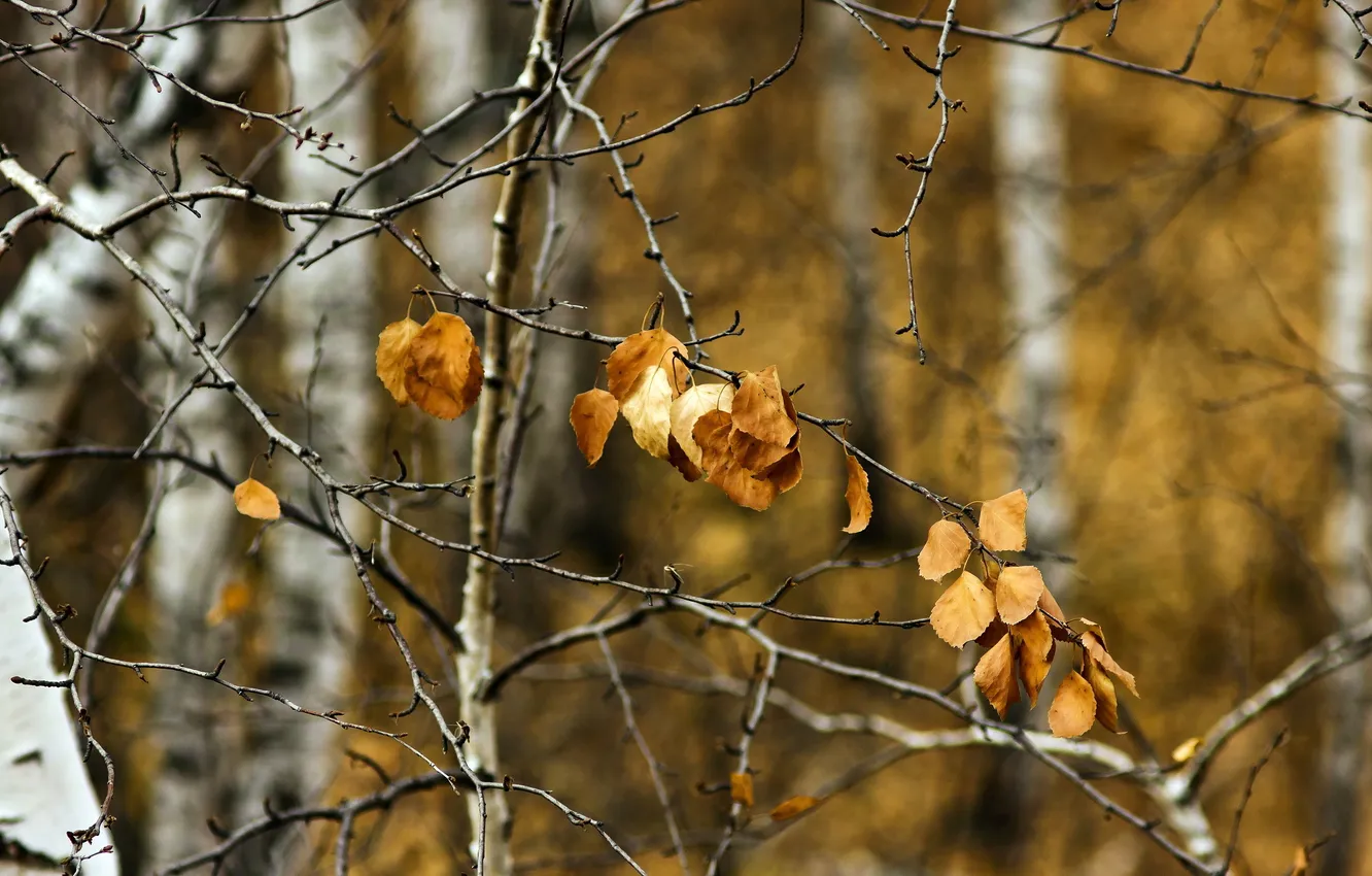 Фото обои осень, листья, деревья