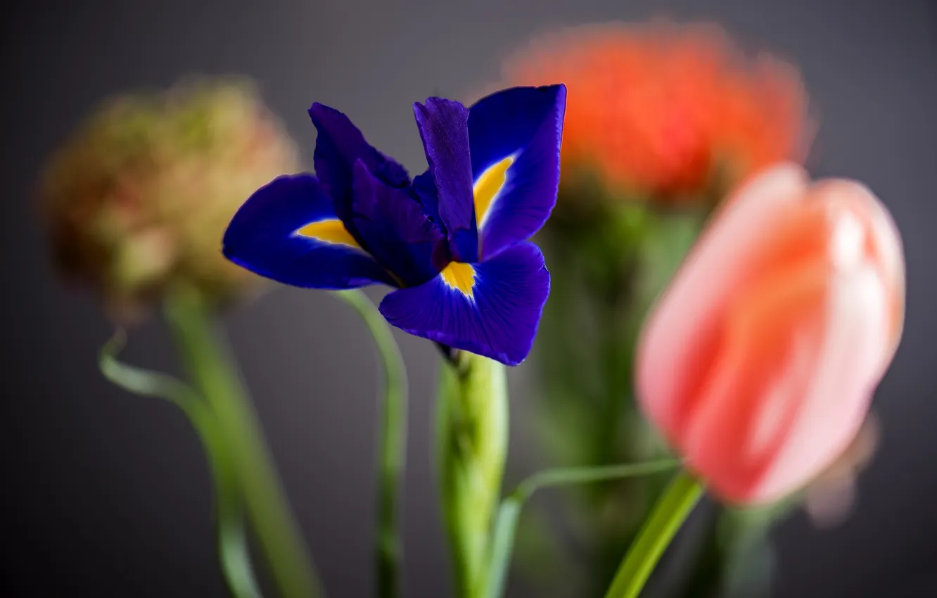 Фото обои цветок, лепестки, тюльпаны, ирис