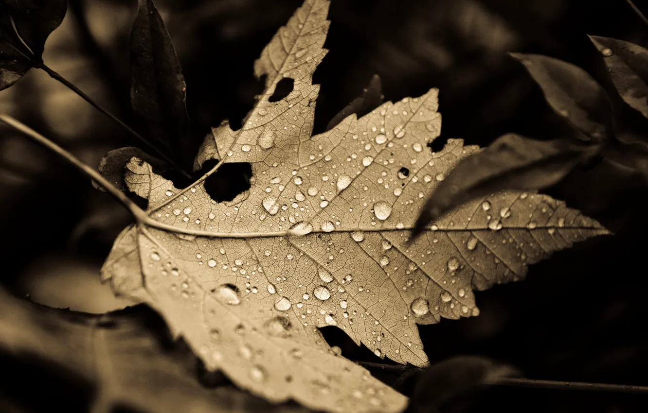 Фото обои Fall, leaves, drops