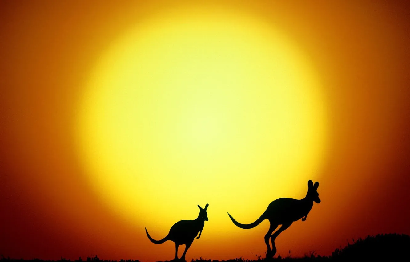 Фото обои солнце, желтый, Австралия, кенгуру