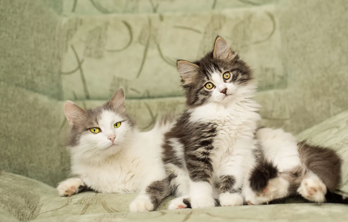 Фото обои взгляд, кошки, поза, уют, котенок, фон, диван, коты