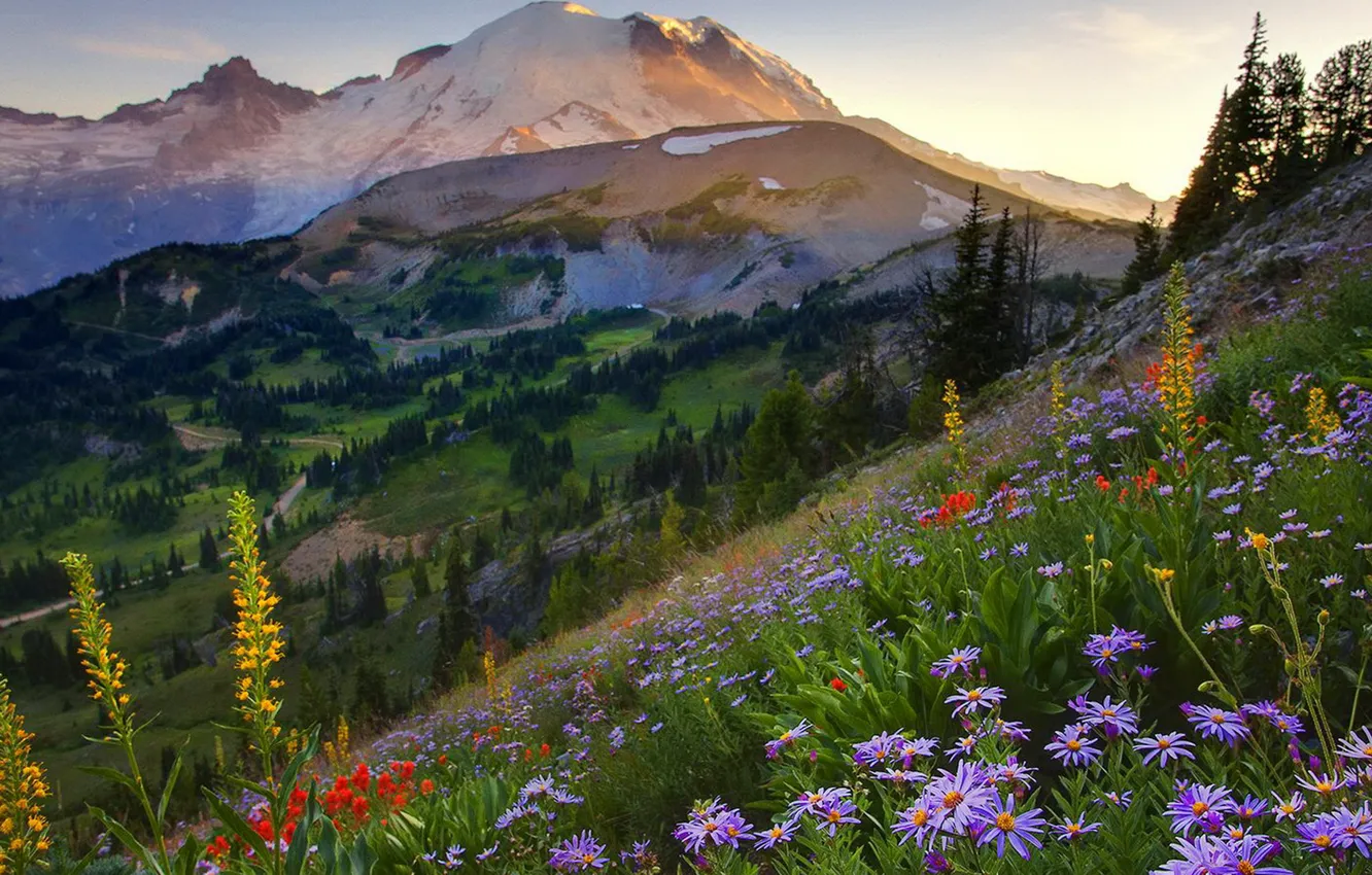 Фото обои лето, небо, трава, закат, цветы, горы