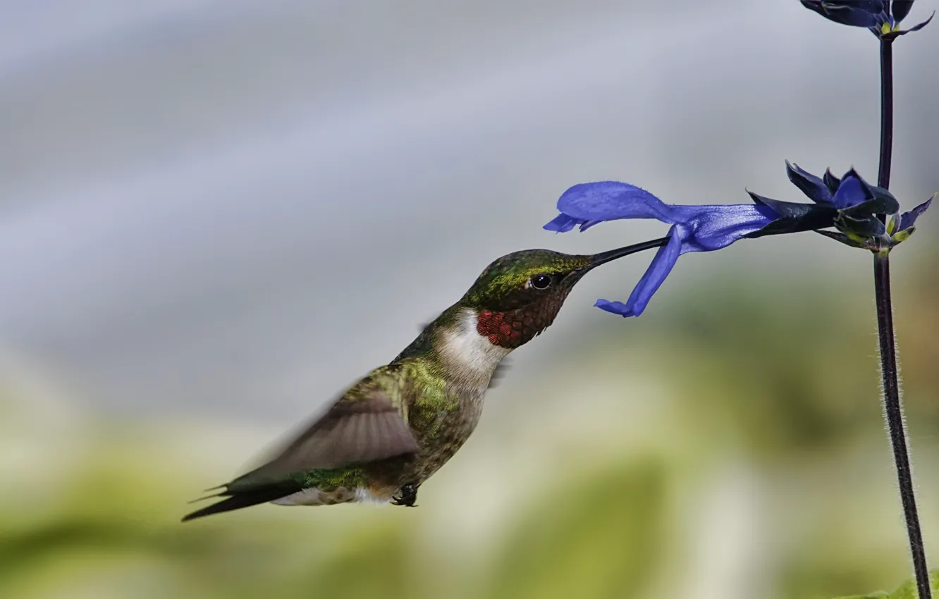 Фото обои цветок, макро, полет, птица, колибри