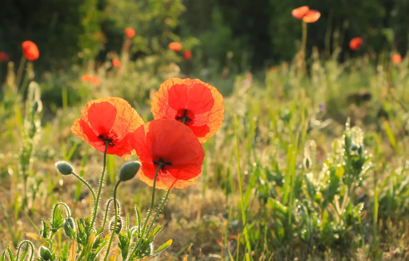 Фото обои red, flower, poppy, meadow, blooming