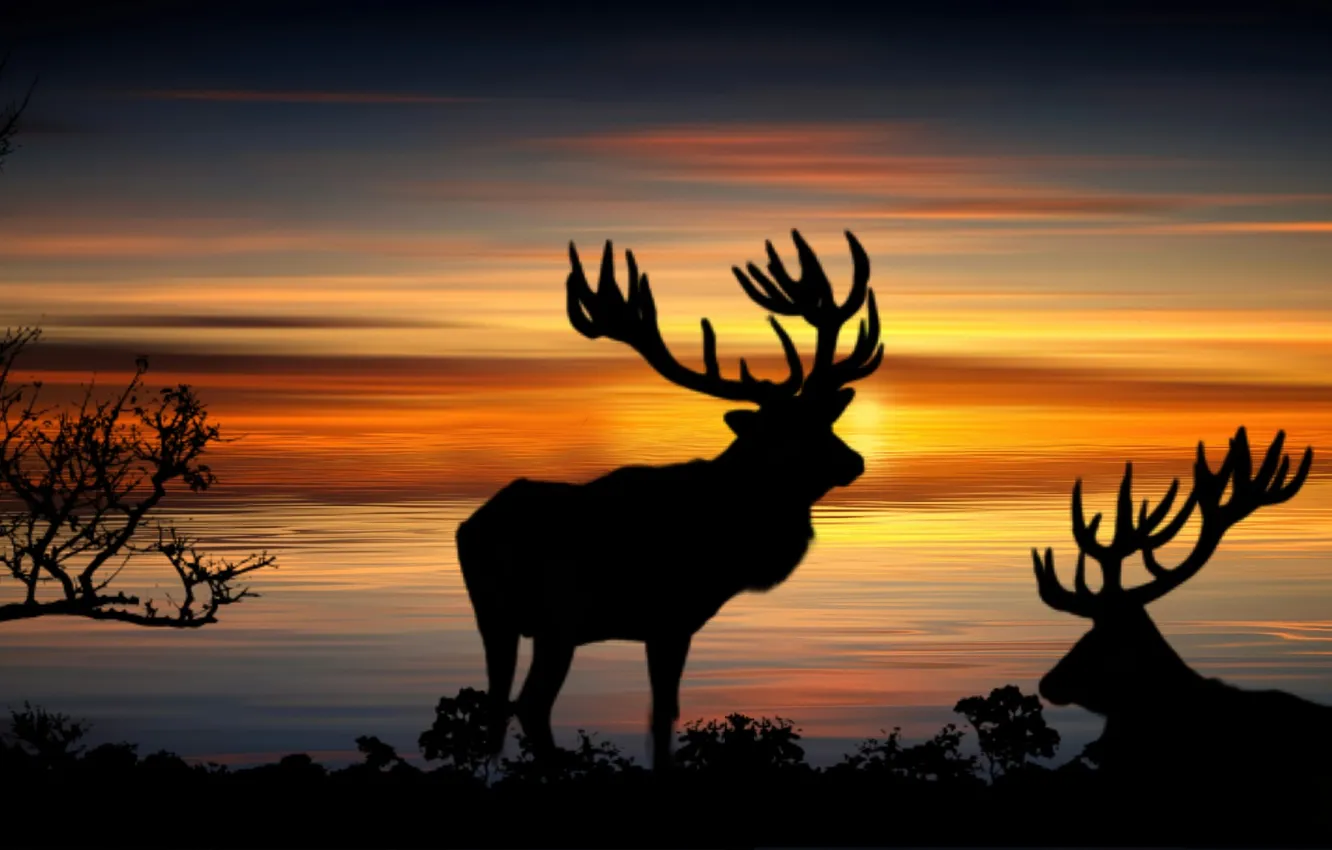 Фото обои animals, landscape, sunset, sun