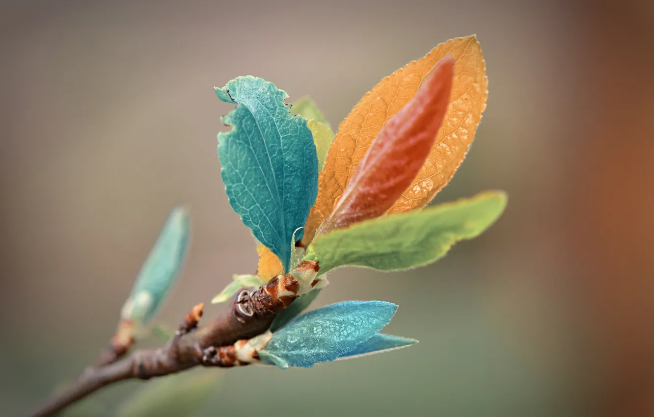 Фото обои листья, макро, веточка, цвет, macro