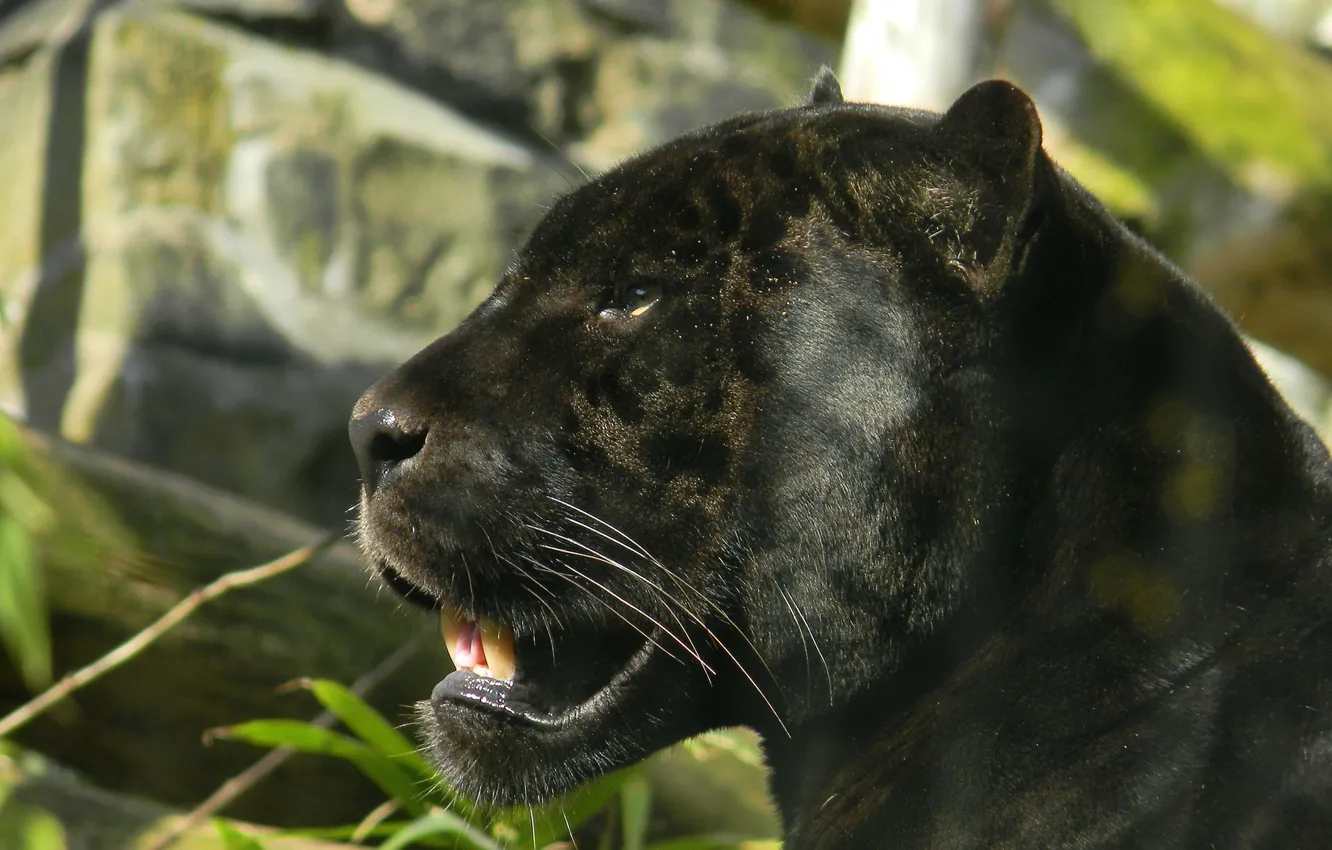 Фото обои взгляд, морда, чёрный, хищник, пантера, ягуар, профиль