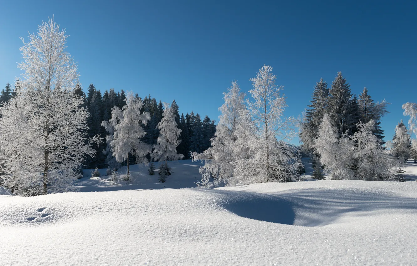 Фото обои зима, иней, лес, снег, деревья, синее небо