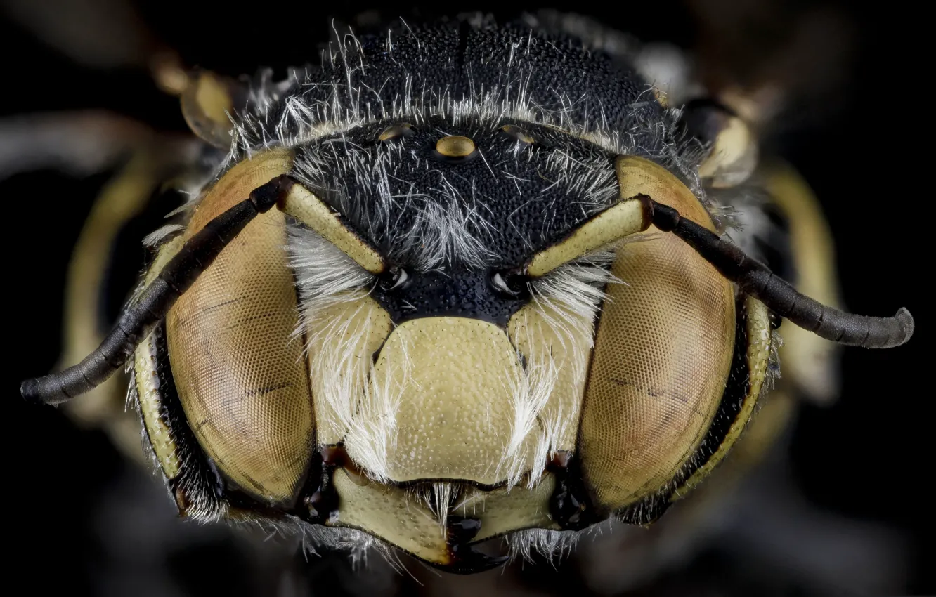 Фото обои природа, пчела, насекомое, anthidium maculifrons